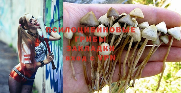 стаф Алзамай